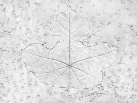 Tree leaf of tropical plant in printed on gray concrete surface for backgroundの写真素材