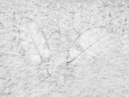 Tree leaf of tropical plant in printed on gray concrete surface for backgroundの写真素材