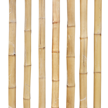 bamboo stalks on a white background with clipping pathの写真素材
