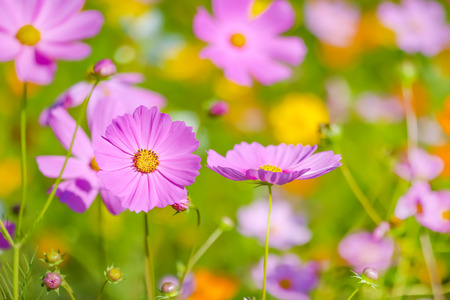 Cosmos flower selective focus with blurred nature copy space backgroundの写真素材