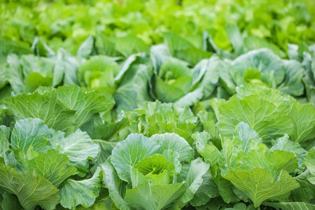 Close up on Fresh Cabbage are growing in garden. Organic green backgroundの写真素材