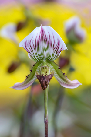 Beautiful paphiopedilum orchid flowers in garden. with blurred nature  yellow backgroundの写真素材
