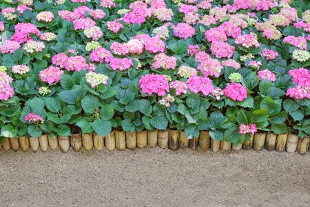 Hydrangeas flowers in a gardenの写真素材