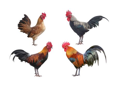 Rooster bantam or Hen, cock standing isolated on white backgroundの写真素材