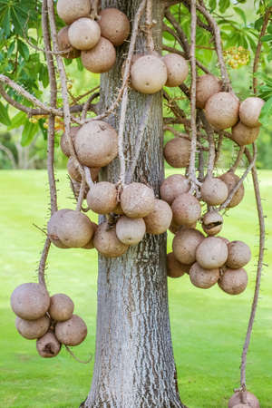 Fruit of Cannonball tree, or another name is Sal or Sala tree in the prak