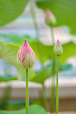 The lotus bud is blooming in the morning with Selective focus and blurred backgroundの写真素材