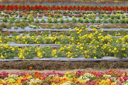 multicolored flowerbed on a flower farm
