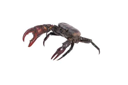 Crab (Field crab) Isolated on white background with Field crab included.の写真素材