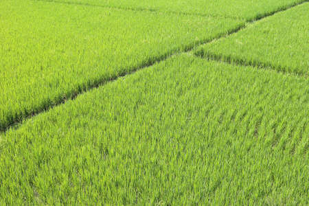 Green rice fields nature background