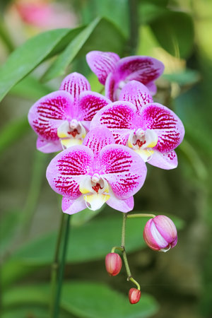 Close Up Of Blooming Pink orchid Flower genus Vanda flowers on nature blur Backgroundの写真素材