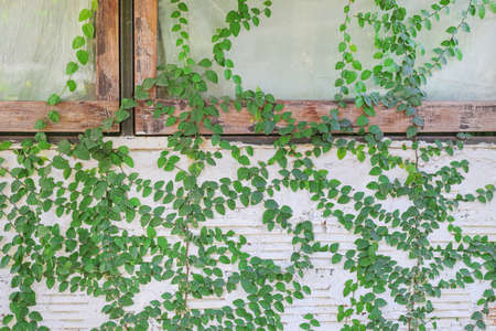 The surface of green leaves Green Creeper Plant on the Wallの写真素材