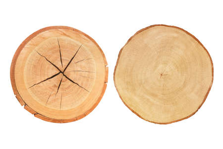 Two Cross section of tree trunk isolated on white backgroundの写真素材