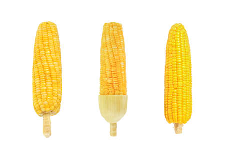 Corn isolated on white backgroundの写真素材