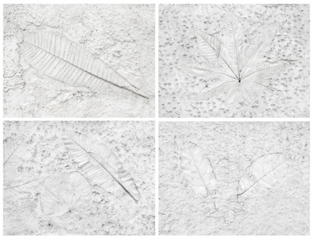 Tree leaf of tropical plant Many species in printed on gray concrete surface for background for designの写真素材