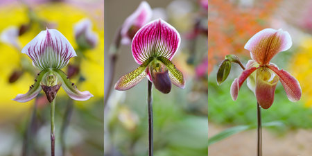 Beautiful paphiopedilum orchid flowers of various species in garden. with blurred nature yellow backgroundの写真素材