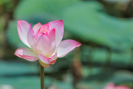 Blossom pink lotus flower in pond nature backgroundの写真素材