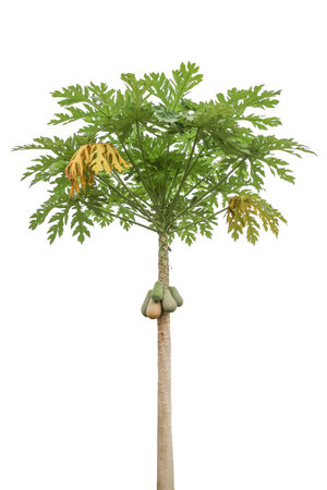 Papaya tree with papaya fruit isolated on white backgroundの写真素材
