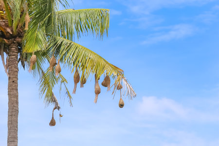 Plenty nest bird hanging on leaves of coconut tree with blue sky in rural area of Thailand.の写真素材