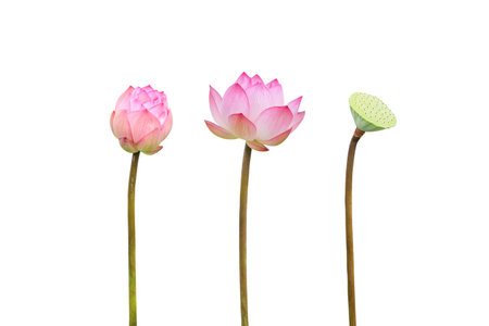 Pink lotus flower isolated on white backgroundの写真素材