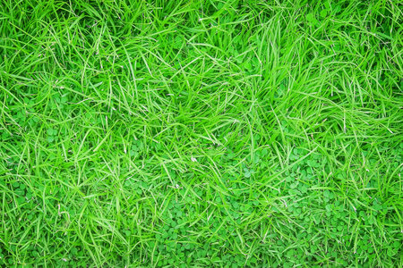 grass and weeds  background texture from top view