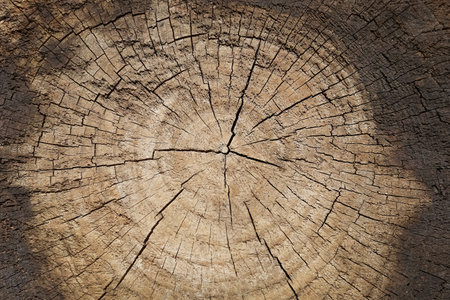 Tree rings old weathered wood texture with the cross section of a cut log abstract nature backgroundの写真素材