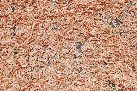 Dried prawns that are being dried in the sun are a drying process to be made into dried prawns or Dry Shrimp was taken to the sun in Thailand.の写真素材