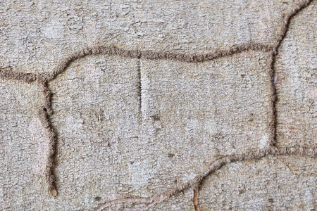 Termite walkway on wood,wooden were damaged by termites. soft focus.