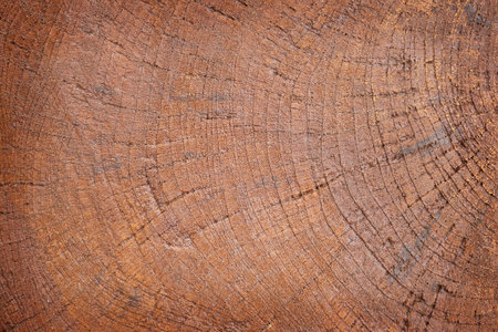 Nature Wood texture surface background us for design.の写真素材