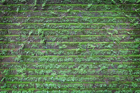 Weeds, ferns, on a moist wall nature backgroundの写真素材