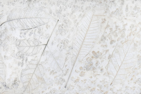 Leaf marks on concrete floor or natural leaf pattern on cement texture background.の写真素材