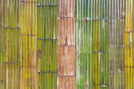 Bamboo wall. wall made of thin green bamboo. Strong wall. Palisade. Background of dry and fresh bamboo. bamboo wall of stems texture backgroundの写真素材