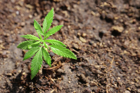 Young Cannabis plant seedling on Coco coir soil close upの写真素材