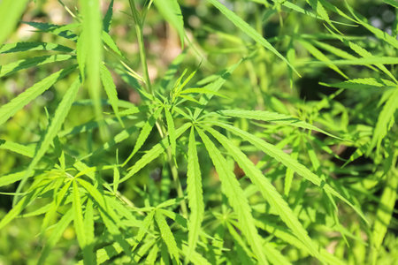 cannabis cultivation, green background, Growing indica cannabis, marijuana leaves, vegetation marijuana plants, CBD in hemp, herb medicinalの写真素材