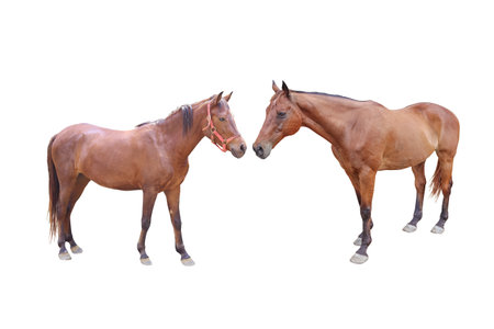 Brown Horse stands or two horse isolated on a white background with clipping path include for design usage purpose.の写真素材