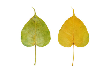 Green  and yellow Pho leaf or Bo leaves heart-shaped,bodhi leaf isolated on white background with clipping pathの写真素材