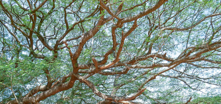 trees in the forest and blue sky.can be use to background