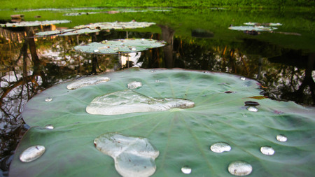 Lotus leaves with drops are very beautiful. The tree is  reflected in the water. Delightful mood.can be used as background.の写真素材