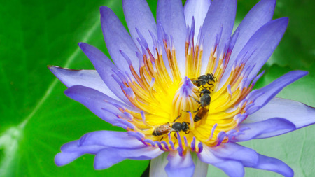 The bees in purple lotus are very beautiful.