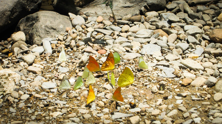 Orange-yellow and green small butterflies and bee gather to airy soil, stone.の写真素材