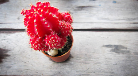 Red cactus in small pot on a white wooden tableの写真素材