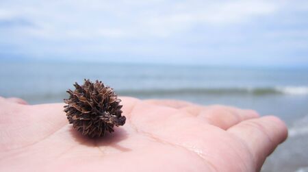 The effect of pine trees on hands. The back is the sky and the sea.の写真素材