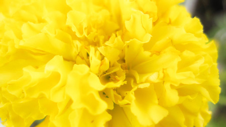 beautiful blury marigold flowers in the garden.can be used as backgroundの写真素材