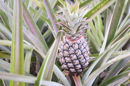 In my garden there are many pineapples that are passionate about. The results just came out....