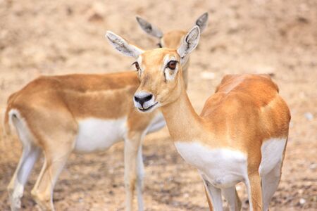 Cute young deer or antelope from a safari zoo staring at camera の写真素材