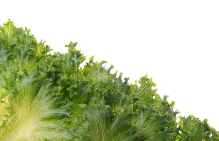 Fresh organic green vegetable leaf on white background for copy spaceの写真素材