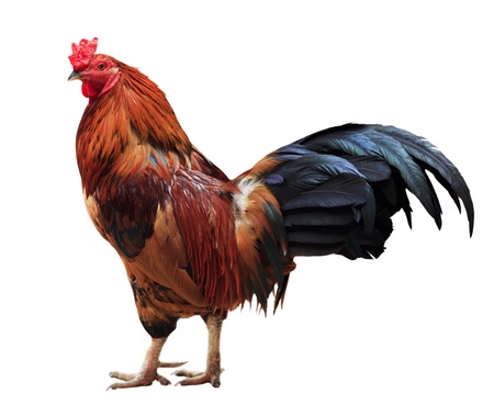 Thailand male chicken rooster isolated on white backgroundの写真素材