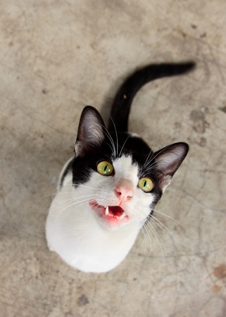 Black and white shorthair domestic cat staring at the camera look cute の写真素材