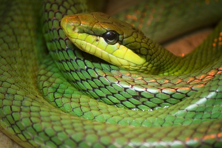 Single colorful scrunch green young snake
