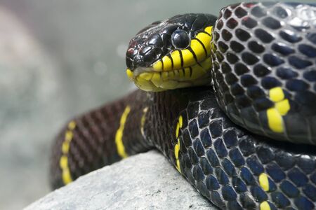  Single colorful black and yellow snakeの写真素材