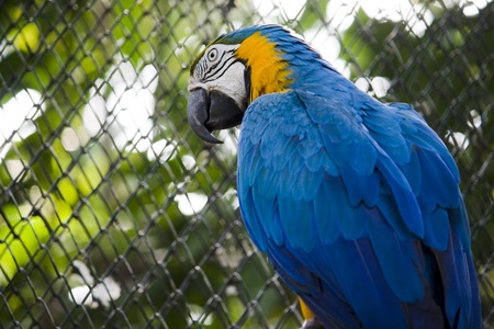 Single blue and gold macaw parrot in zoo